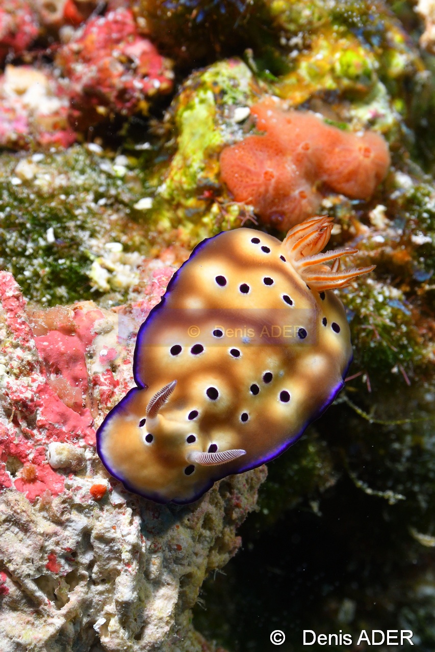 Hypselodoris tryoni Risbecia tryoni doris de tryon-Tomia table coral-25m-20180525-Denis-ADER-DSC_0596_tn.jpg